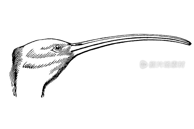 非洲圣朱鹭(Threskiornis aethiopian)